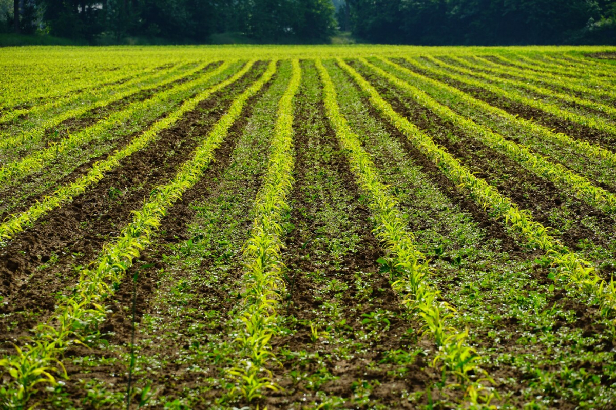 Застосування технології No-Till для виробництва органічно чистої продукції та методи їх вирішення. (частина друга)